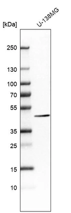 Western blot analysis in human cell line U-138MG.