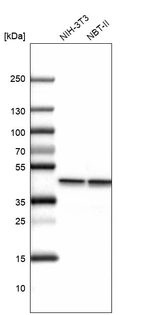 Western blot analysis in mouse cell line NIH-3T3 and rat cell line NBT-II.