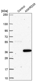 Western blot analysis in control (vector only transfected HEK293T lysate) and ANKRD29 over-expression lysate (Co-expressed with a C-terminal myc-DDK tag (~3.1 kDa) in mammalian HEK293T cells, LY406585).