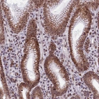 Immunohistochemical staining of human stomach shows strong positivity in nuclear membrane in glandular cells.