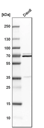 Western blot analysis in human cell line Daudi.