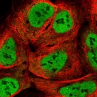 Immunofluorescent staining of human cell line U-2 OS shows localization to nucleoplasm & cytosol.