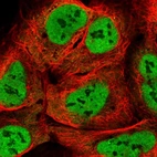 Immunofluorescent staining of human cell line U-2 OS shows localization to nucleoplasm & cytosol.