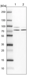 Lane 1: NIH-3T3 cell lysate (Mouse embryonic fibroblast cells)_br/_Lane 2: NBT-II cell lysate (Rat Wistar bladder tumour cells)