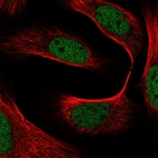 Immunofluorescent staining of human cell line U-2 OS shows localization to nucleoplasm.