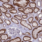 Anti-PSMF1 Antibody