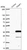 Anti-PSMF1 Antibody