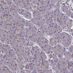 Immunohistochemical staining of human pancreas shows no positivity in exocrine glandular cells as expected.