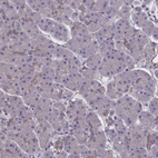 Immunohistochemical staining of human pancreas shows no positivity in exocrine glandular cells as expected.