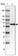 Anti-CES3 Antibody