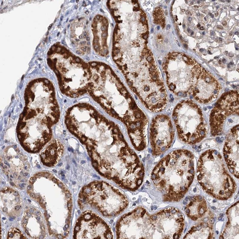 Anti-ZAR1L Antibody