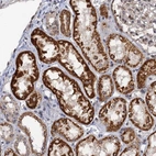 Anti-ZAR1L Antibody