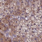 Immunohistochemical staining of human adrenal gland using Anti-AMDHD2 antibody HPA041321.
