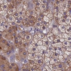 Immunohistochemical staining of human adrenal gland using Anti-AMDHD2 antibody HPA041321.