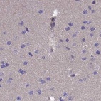 Immunohistochemical staining of human cerebral cortex using Anti-AMDHD2 antibody HPA041321.