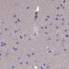 Immunohistochemical staining of human cerebral cortex using Anti-AMDHD2 antibody HPA041321.