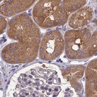 Immunohistochemical staining of human kidney using Anti-AMDHD2 antibody HPA041321.