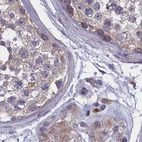 Immunohistochemical staining of human testis using Anti-AMDHD2 antibody HPA041321.