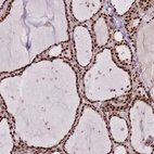Anti-DNAJC3 Antibody