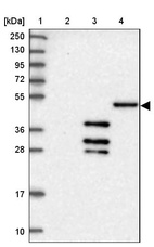 Anti-DNAJC3 Antibody
