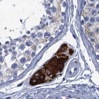 Immunohistochemical staining of human testis using Anti-CYP51A1 antibody HPA041325.
