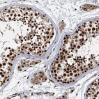 Immunohistochemical staining of human testis shows strong nuclear positivity in cells in seminiferous ducts and Leydig cells.