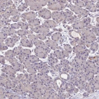 Immunohistochemical staining of human pancreas shows no positivity in exocrine glandular cells as expected.