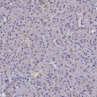 Anti-UBC Antibody