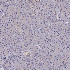 Immunohistochemical staining of human pancreas shows no positivity in exocrine glandular cells as expected.