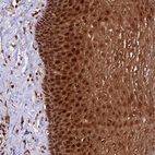 Anti-DHX38 Antibody