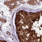 Immunohistochemical staining of human testis shows strong cytoplasmic positivity in cells in seminiferous ducts.