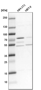 Western blot analysis in mouse cell line NIH-3T3 and rat cell line NBT-II.