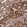 Anti-TELO2 Antibody