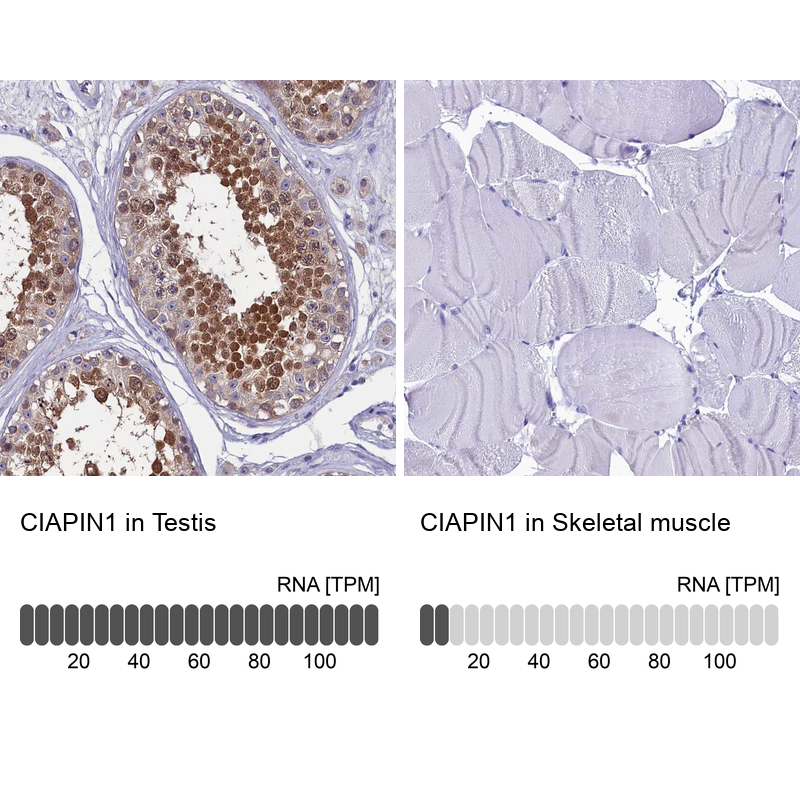 Anti-CIAPIN1 Antibody