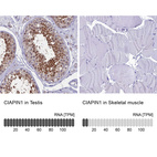 Anti-CIAPIN1 Antibody