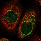 Immunofluorescent staining of human cell line A-431 shows localization to nucleoplasm & mitochondria.