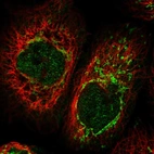 Immunofluorescent staining of human cell line A-431 shows localization to nucleoplasm & mitochondria.