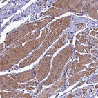 Anti-NKD1 Antibody