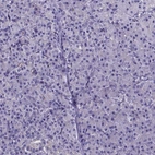Immunohistochemical staining of human pancreas shows low expression as expected.