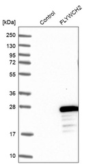Western blot analysis in control (vector only transfected HEK293T lysate) and FLYWCH2 over-expression lysate (Co-expressed with a C-terminal myc-DDK tag (~3.1 kDa) in mammalian HEK293T cells, LY408693).