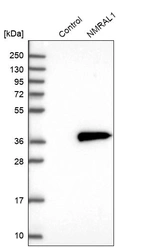 Western blot analysis in control (vector only transfected HEK293T lysate) and NMRAL1 over-expression lysate (Co-expressed with a C-terminal myc-DDK tag (~3.1 kDa) in mammalian HEK293T cells, LY412311).