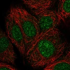 Immunofluorescent staining of human cell line MCF7 shows localization to nucleus.