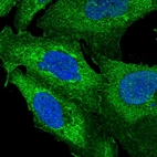 Immunofluorescent staining of human cell line U-2 OS shows localization to plasma membrane & cytosol.