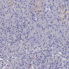 Immunohistochemical staining of human pancreas shows low expression as expected.