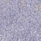 Immunohistochemical staining of human pancreas shows low expression as expected.