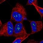 Immunofluorescent staining of human cell line SH-SY5Y shows localization to nucleoli fibrillar center.