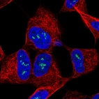 Immunofluorescent staining of human cell line SH-SY5Y shows localization to nucleoli fibrillar center.