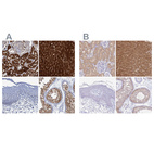 Immunohistochemical staining of human kidney, liver, skin and testis using Anti-FAH antibody HPA041370 (A) shows similar protein distribution across tissues to independent antibody HPA044093 (B).