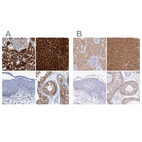Immunohistochemical staining of human kidney, liver, skin and testis using Anti-FAH antibody HPA041370 (A) shows similar protein distribution across tissues to independent antibody HPA044093 (B).
