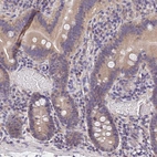 Immunohistochemical staining of human duodenum shows weak cytoplasmic positivity in glandular cells.